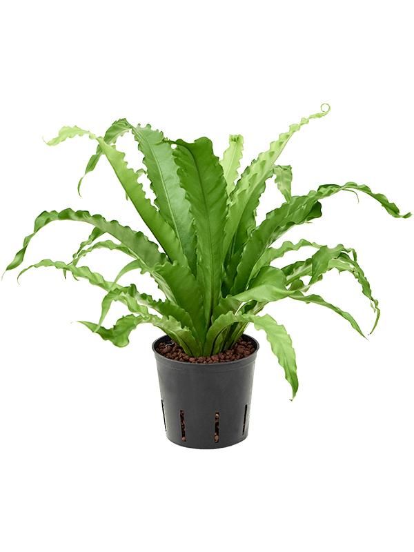 Asplenium antiquum 'Osaka', D 13 cm