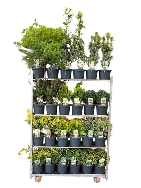 Coniferen Exclusief Mix C5, D 23