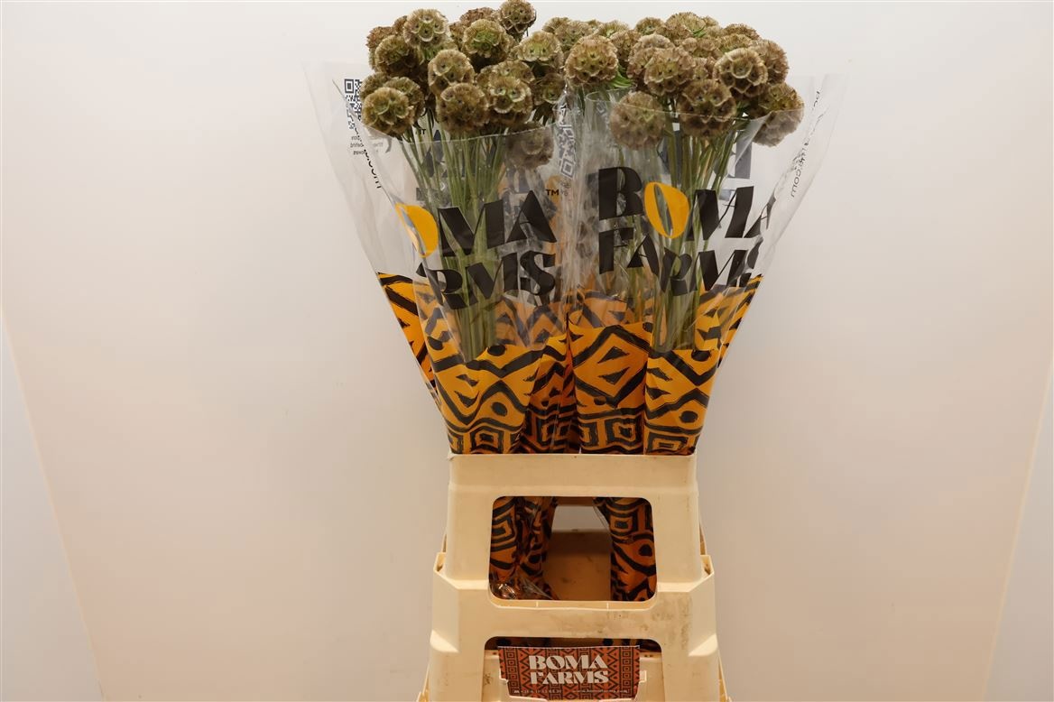 Скабиоза Стилата (семена) 70, шт.