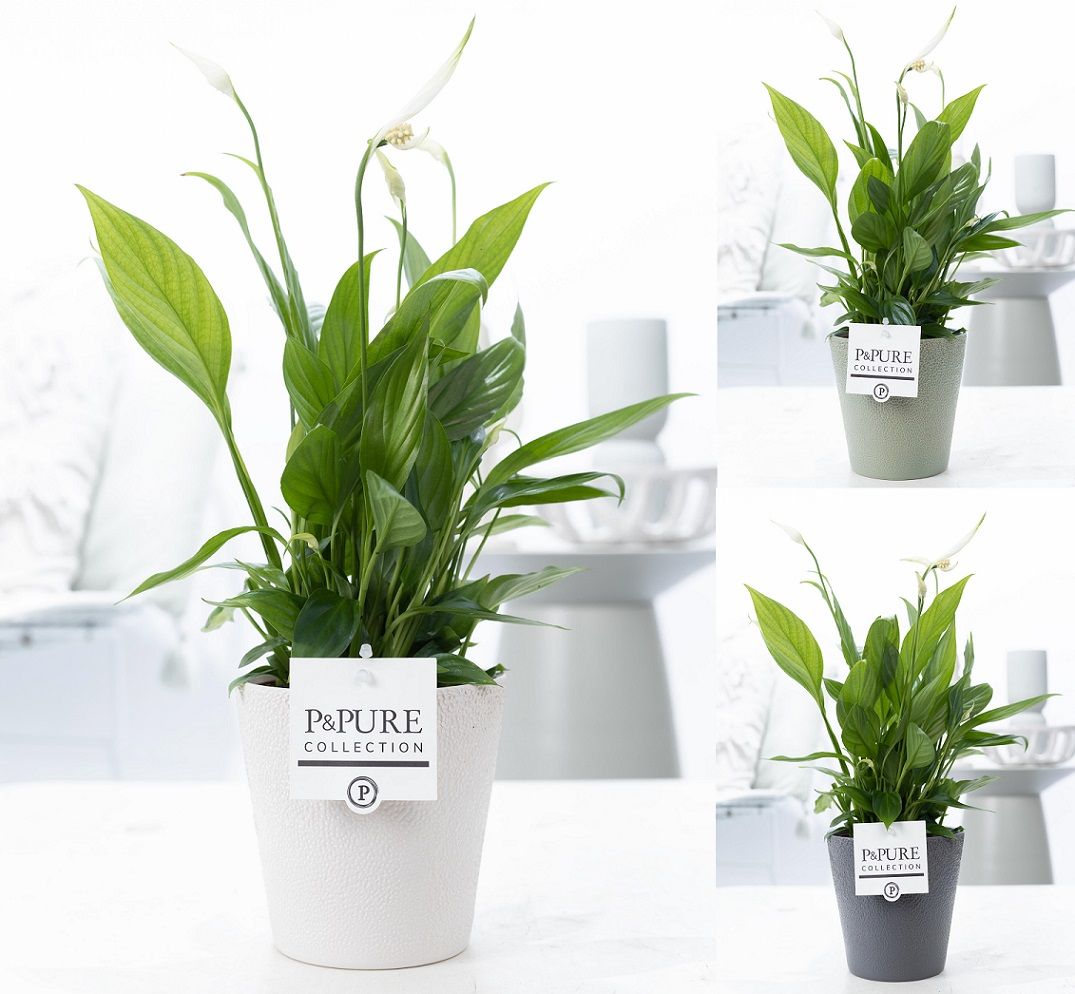 Spathiphyllum Korto in P&PURE Ruby ceramics 3 ass., D 12