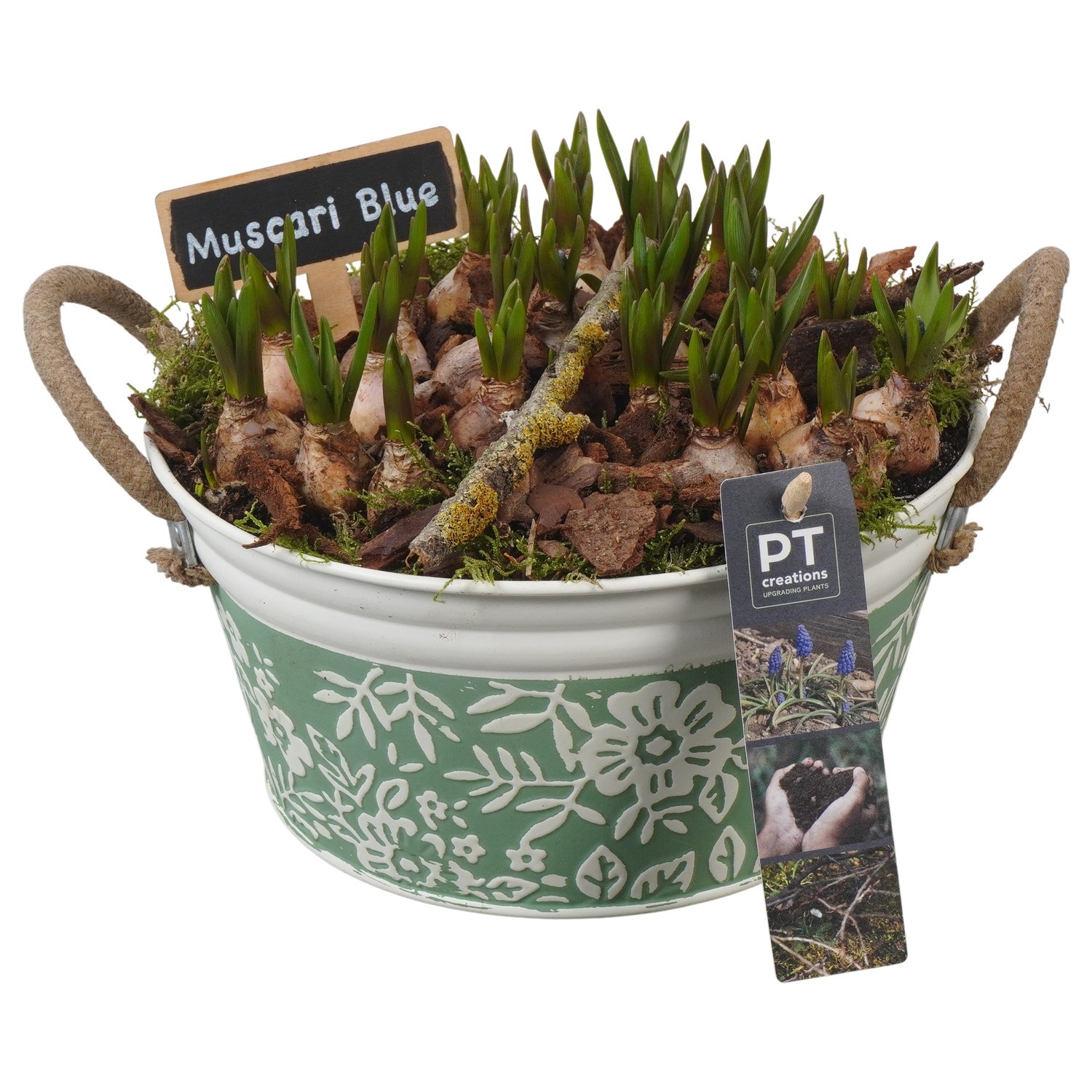 PTMB6155 Arrangement Muscari Blue in zink pot, D 20