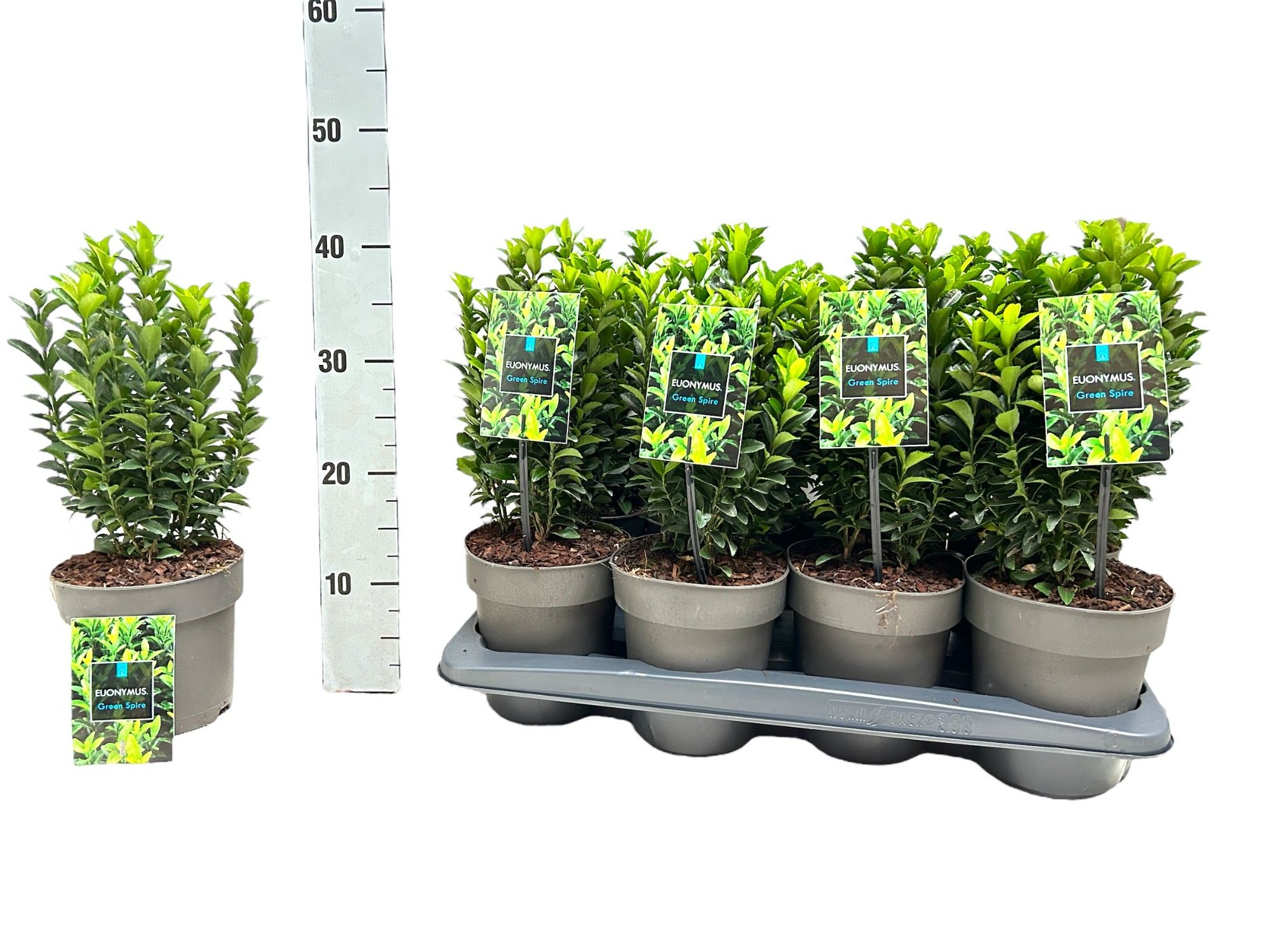 Euonymus japonicus 'Green Spire' P15, D 15