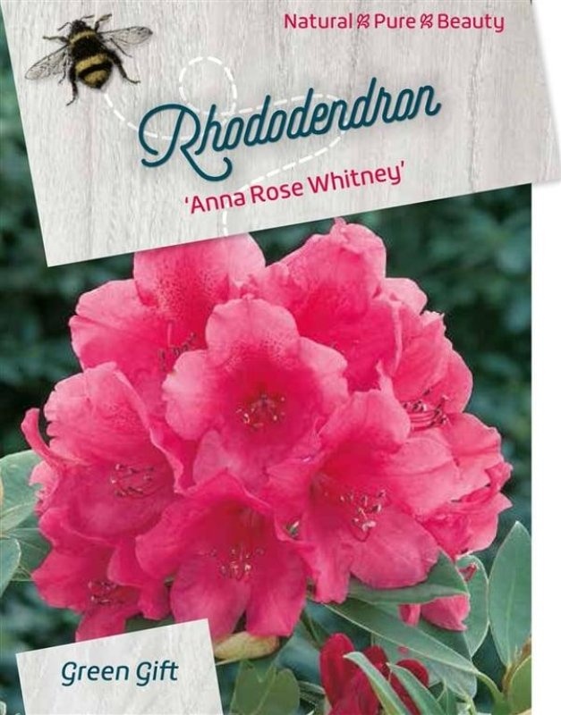 Rhododendron 'Anna Rose Whitney', D 52