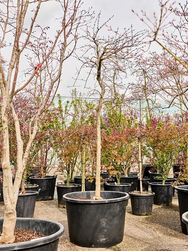 Acer pal. diss. 'Inaba-shidare', D 80