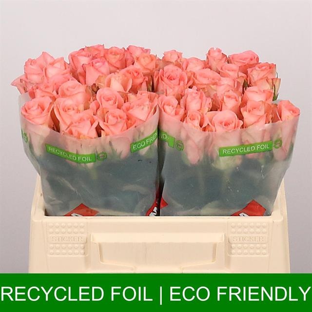 Роза од. Юникорн 35, шт.