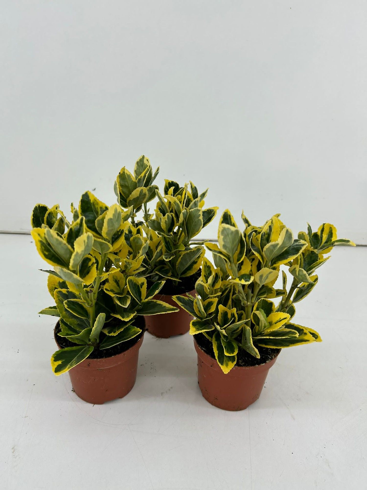 Euonymus Japonicus 'Marieke' P9, D 9