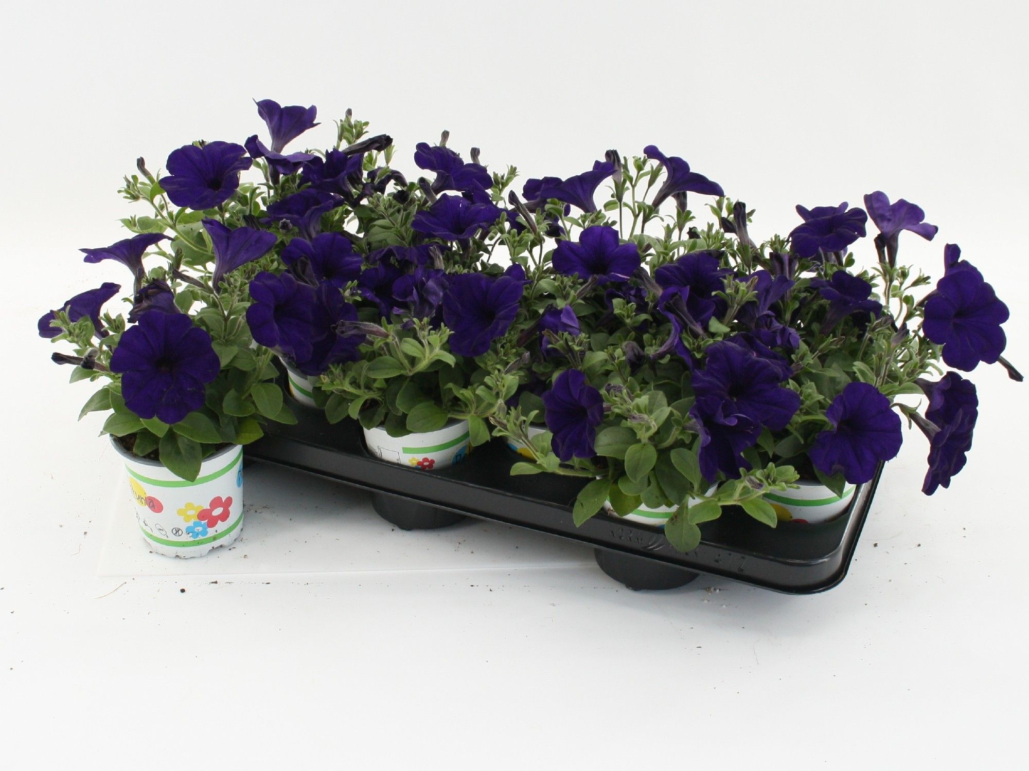 Petunia Famous Blue, D 10,5