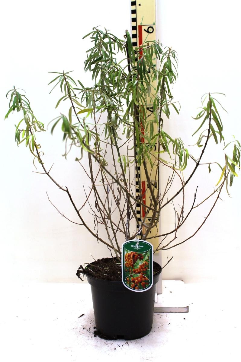 Hippophae rhamnoides, D 19 cm