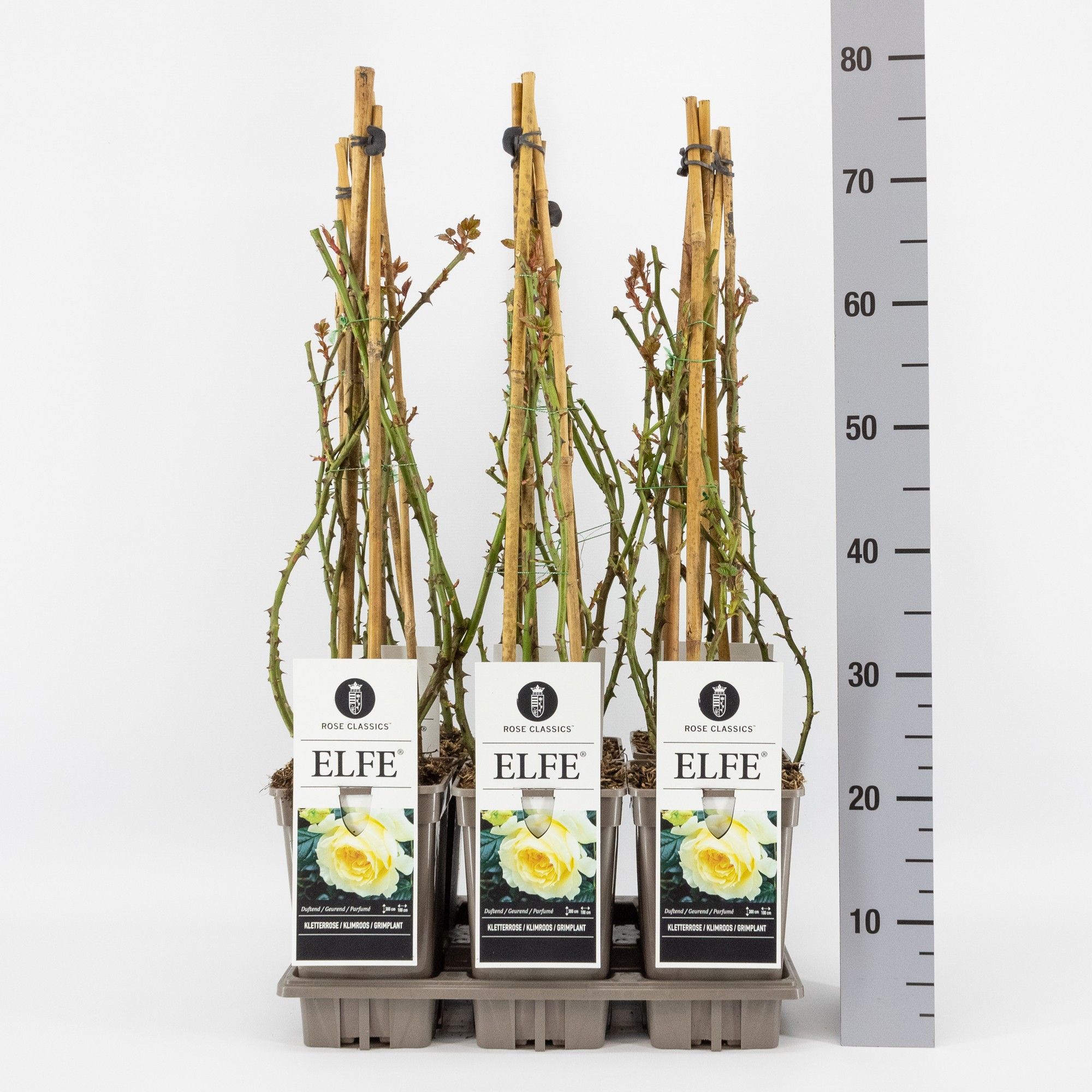 Rosa (K) Elfe ®, C3, 3 stok 75cm, D 17