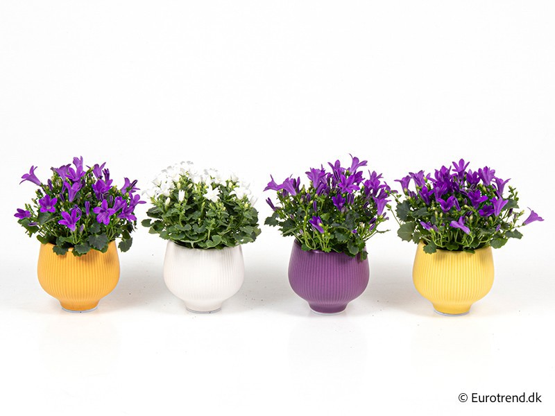 Campanula in E 4002, D 6