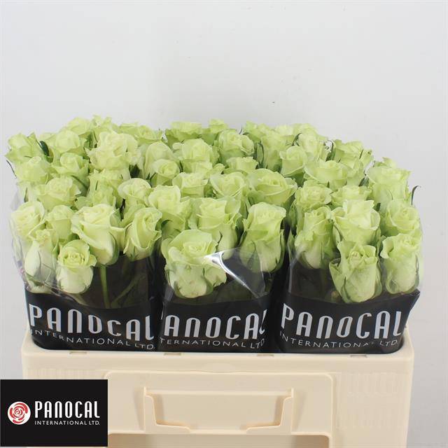 Роза од. Нули! 50, шт.