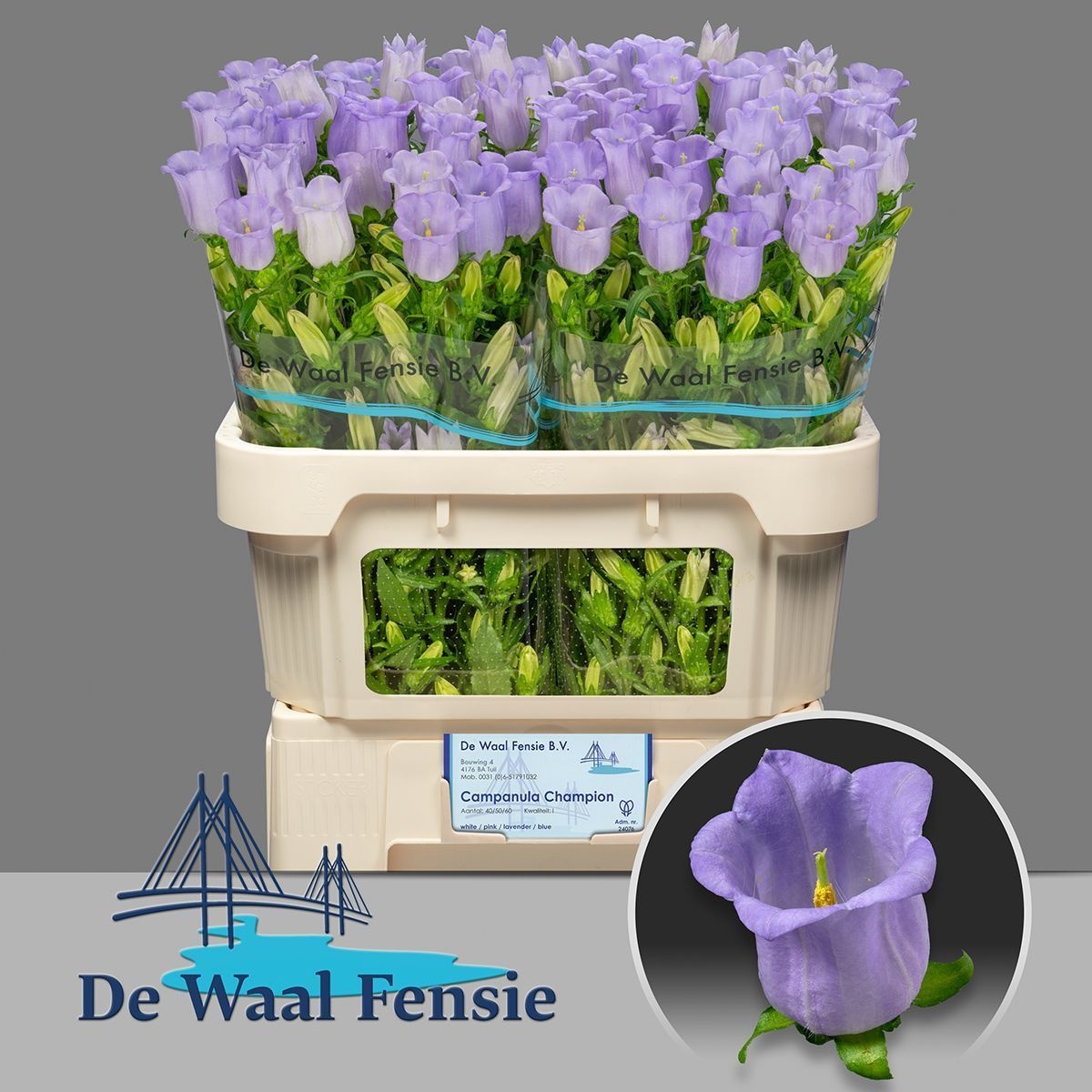 Кампанула Чемпион Лавендер 70, шт. Кампанула Чемпион Лавендер 70, шт.