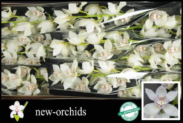 Цимбидиум Максим x9 60, шт.