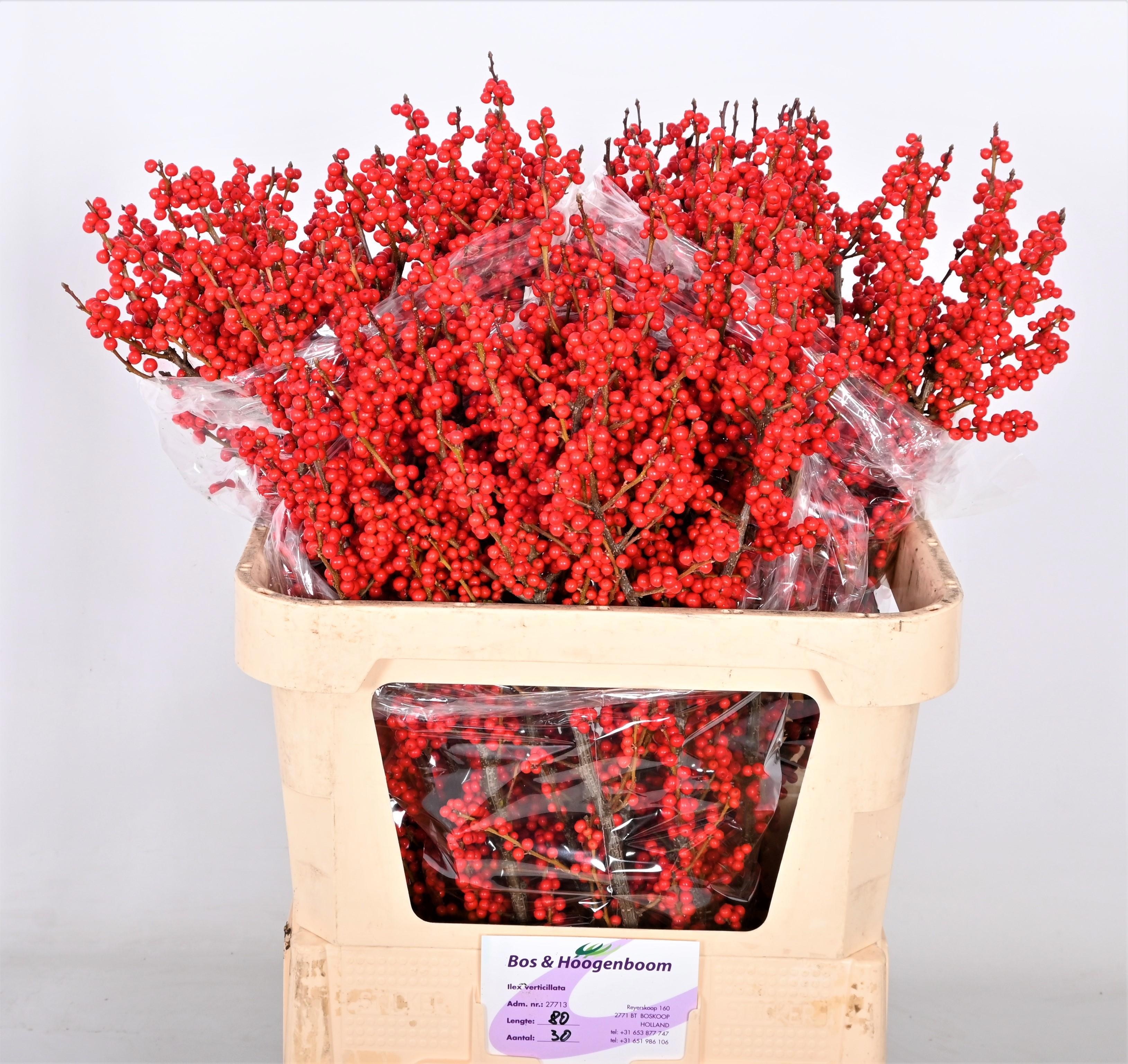 Илекс Красные ягоды 80, шт.