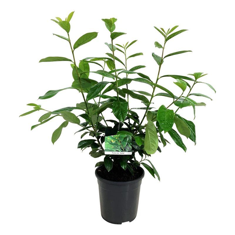Prunus laur. 'Novita', D 24 cm