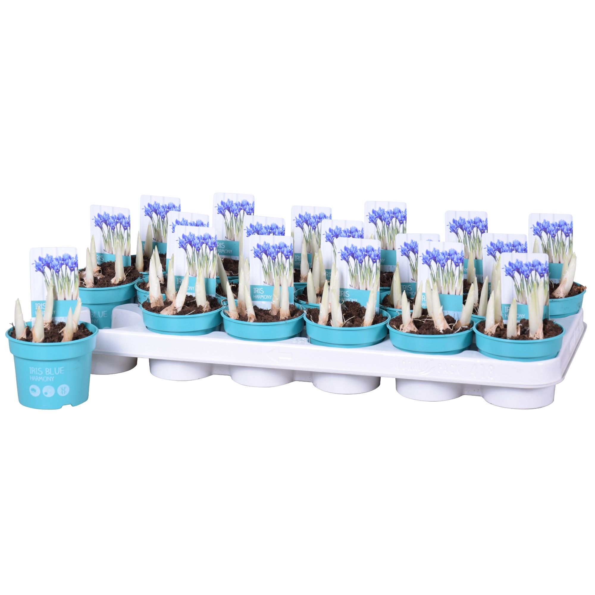 Iris Harmony 'Diamond Collection', D 9