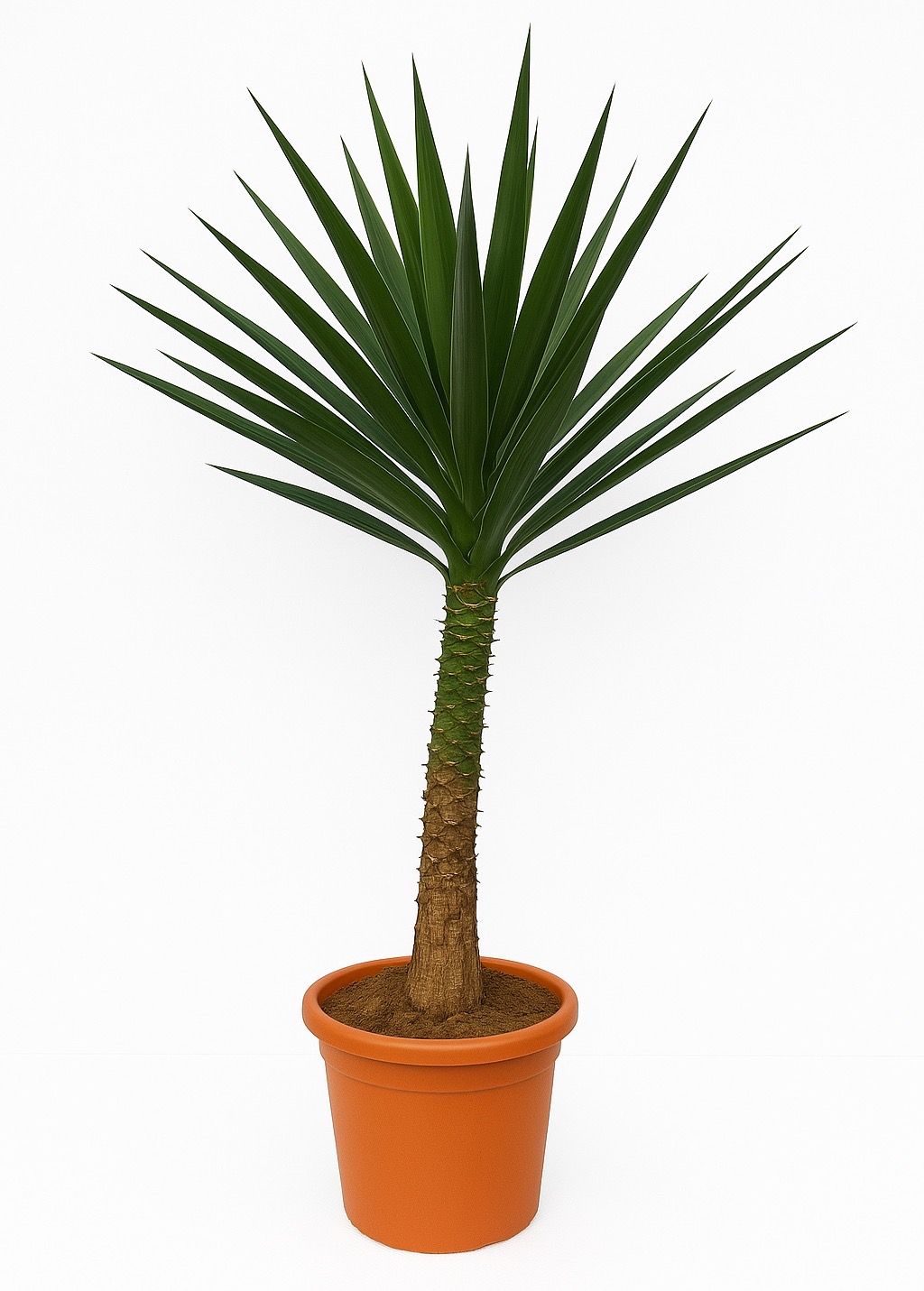 Yucca Elephantipes - 240cm, D 50