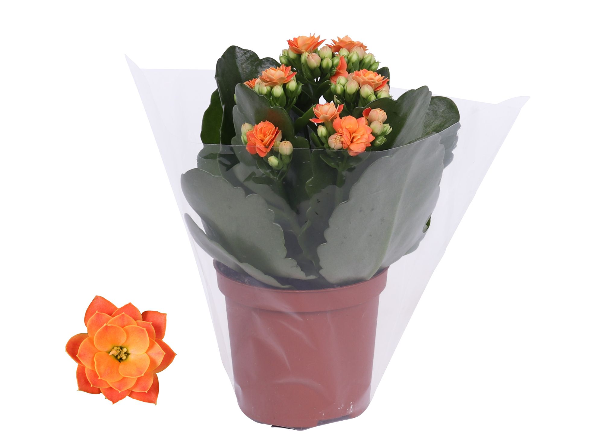 Kalanchoe Rosalina 07cm Don Pedro oranje, Blanco hoes, D 7