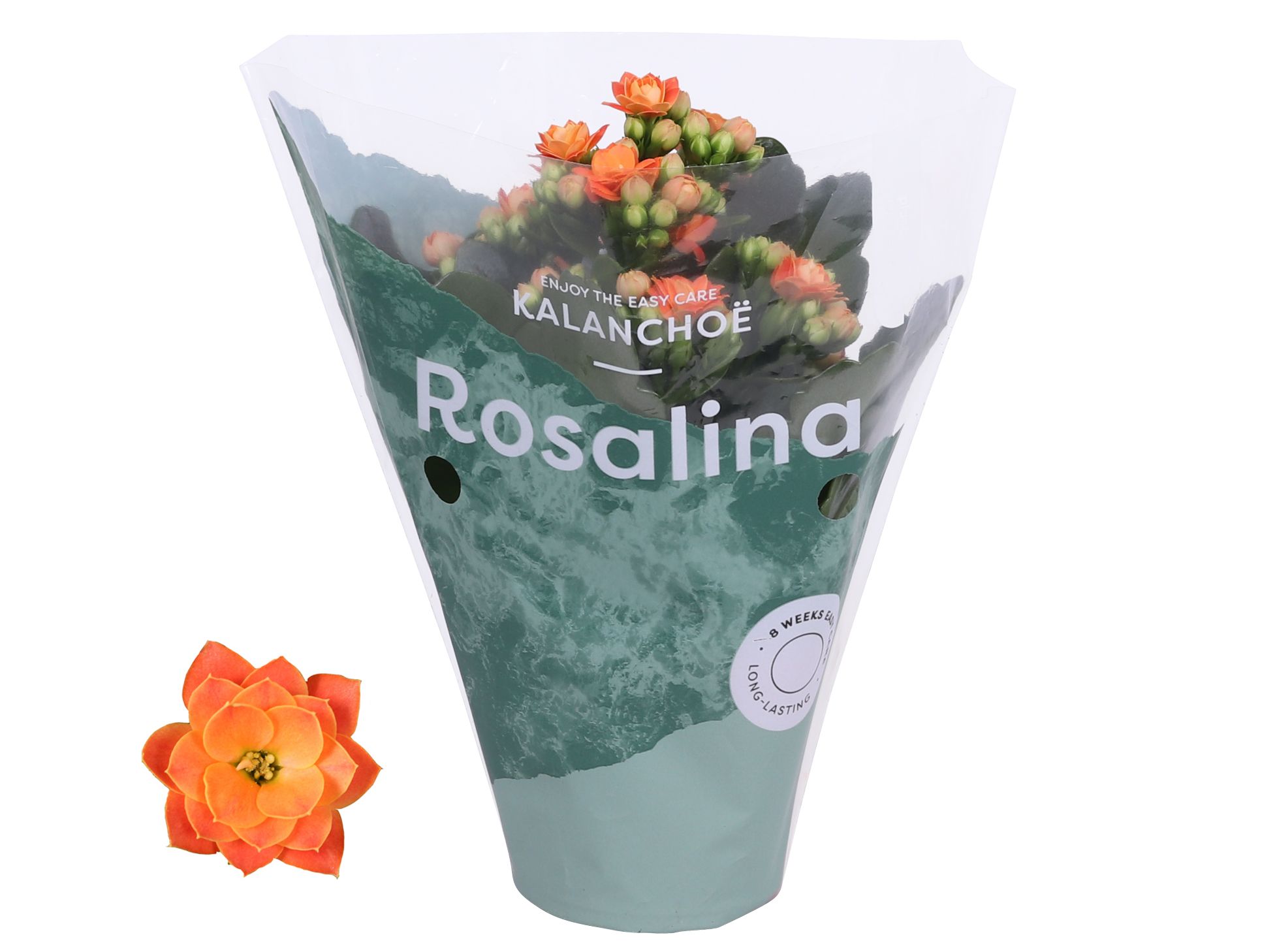 Kalanchoe Rosalina 07cm Don Pedro oranje, D 7
