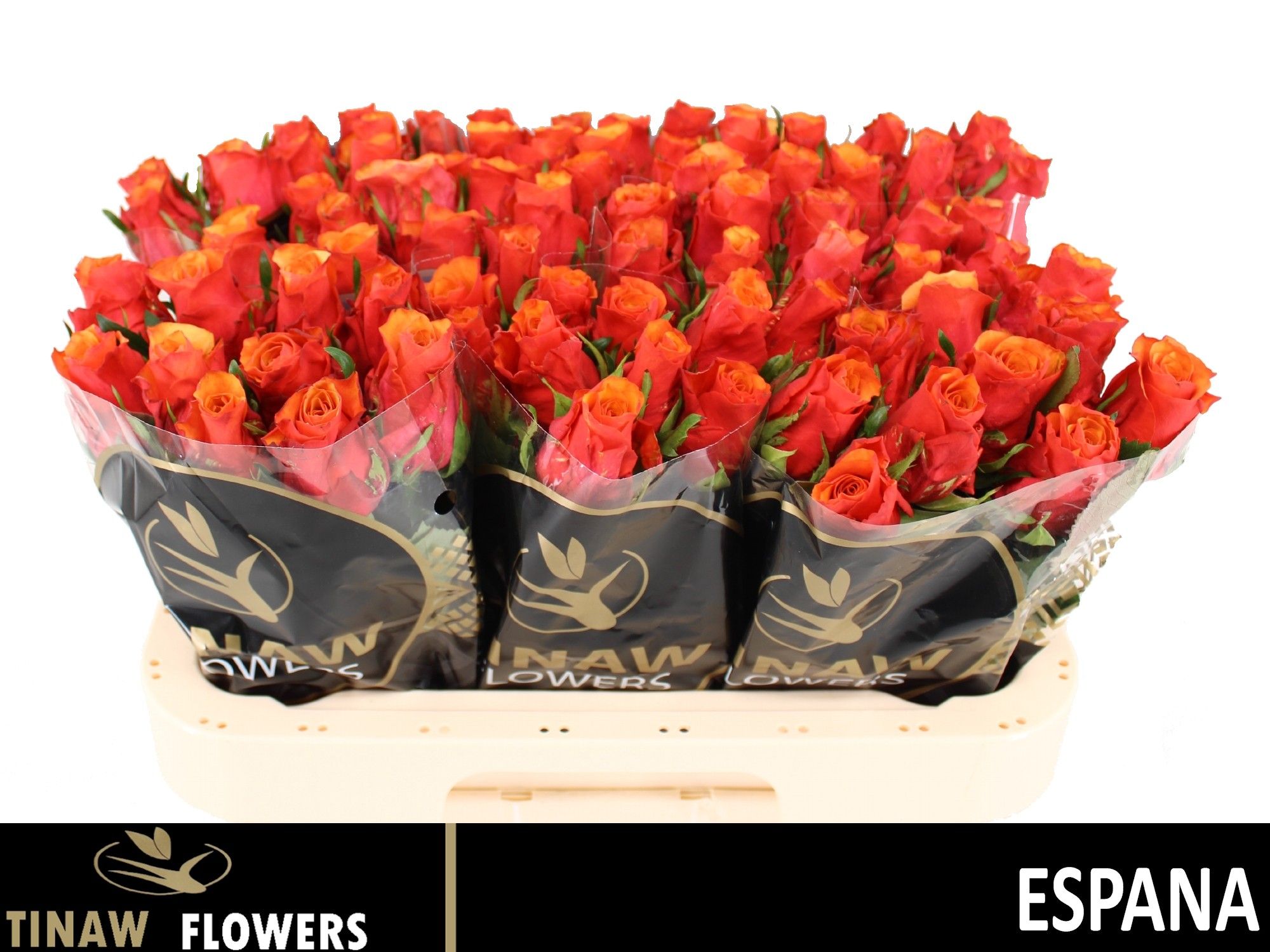 Роза од. Испания 60, шт.