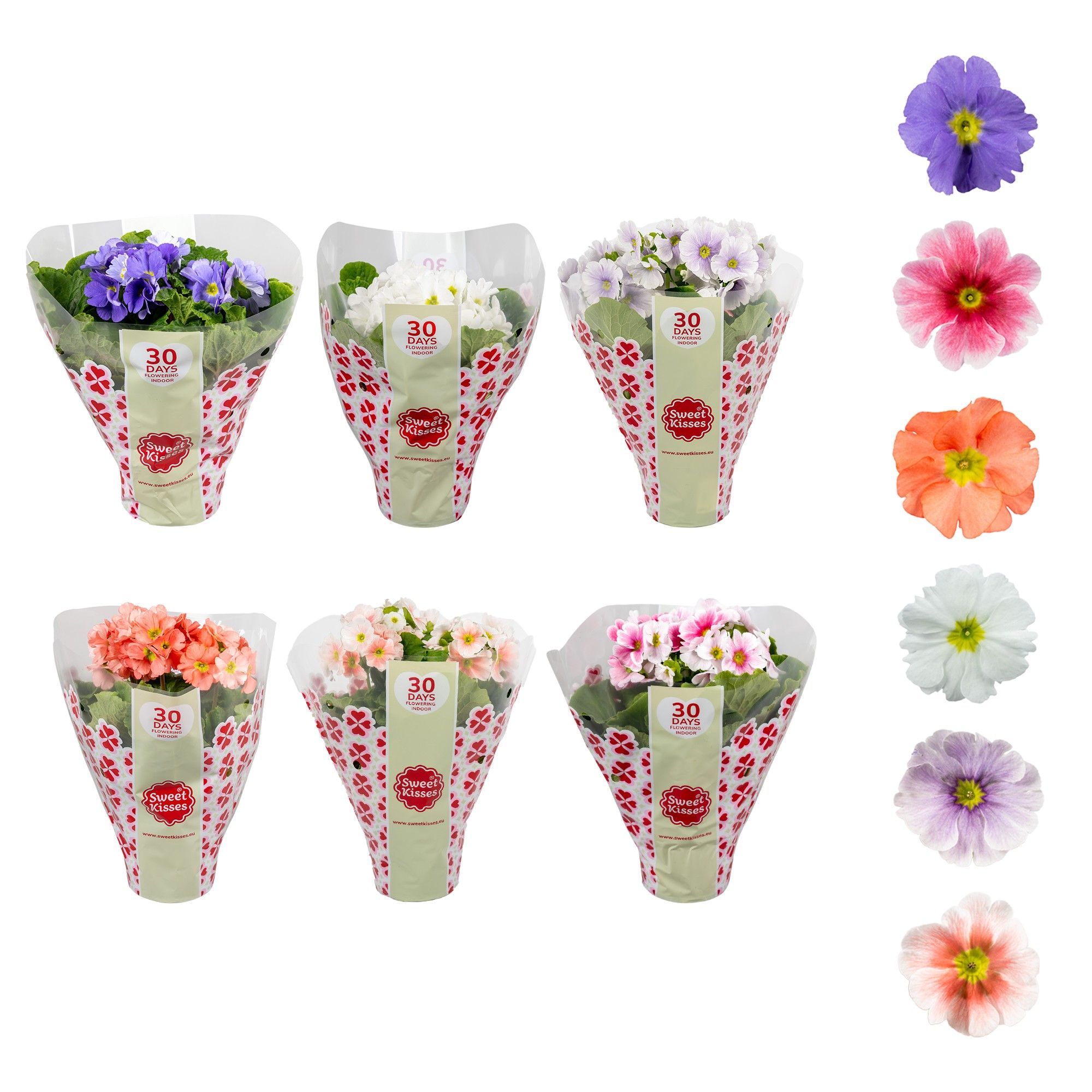 Primula Sweet Kisses MixLAAG LICHTE kleuren, D 12