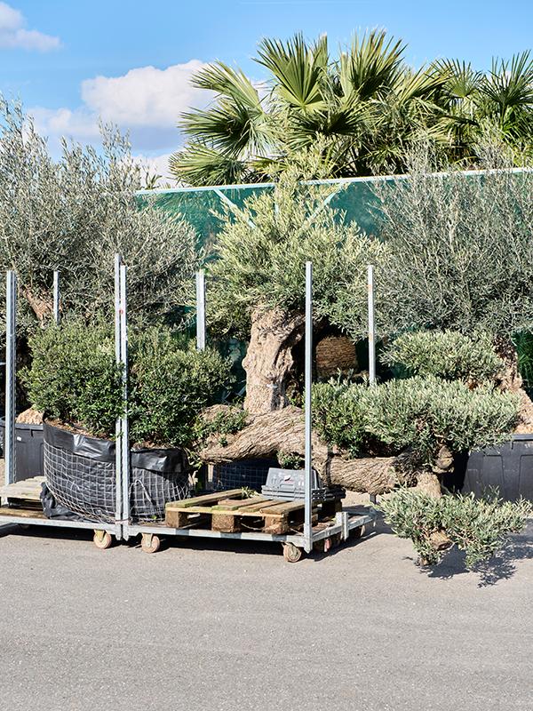 Olea europaea, D 100