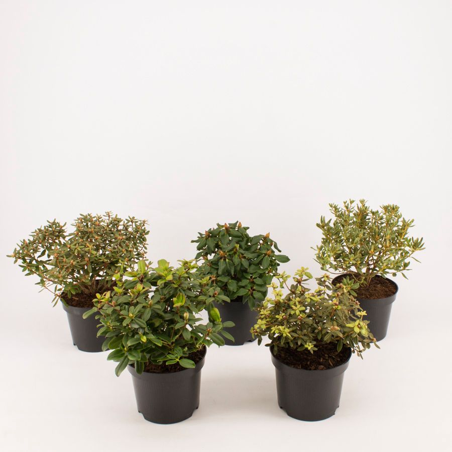 Rhododendron Gemengd, D 17