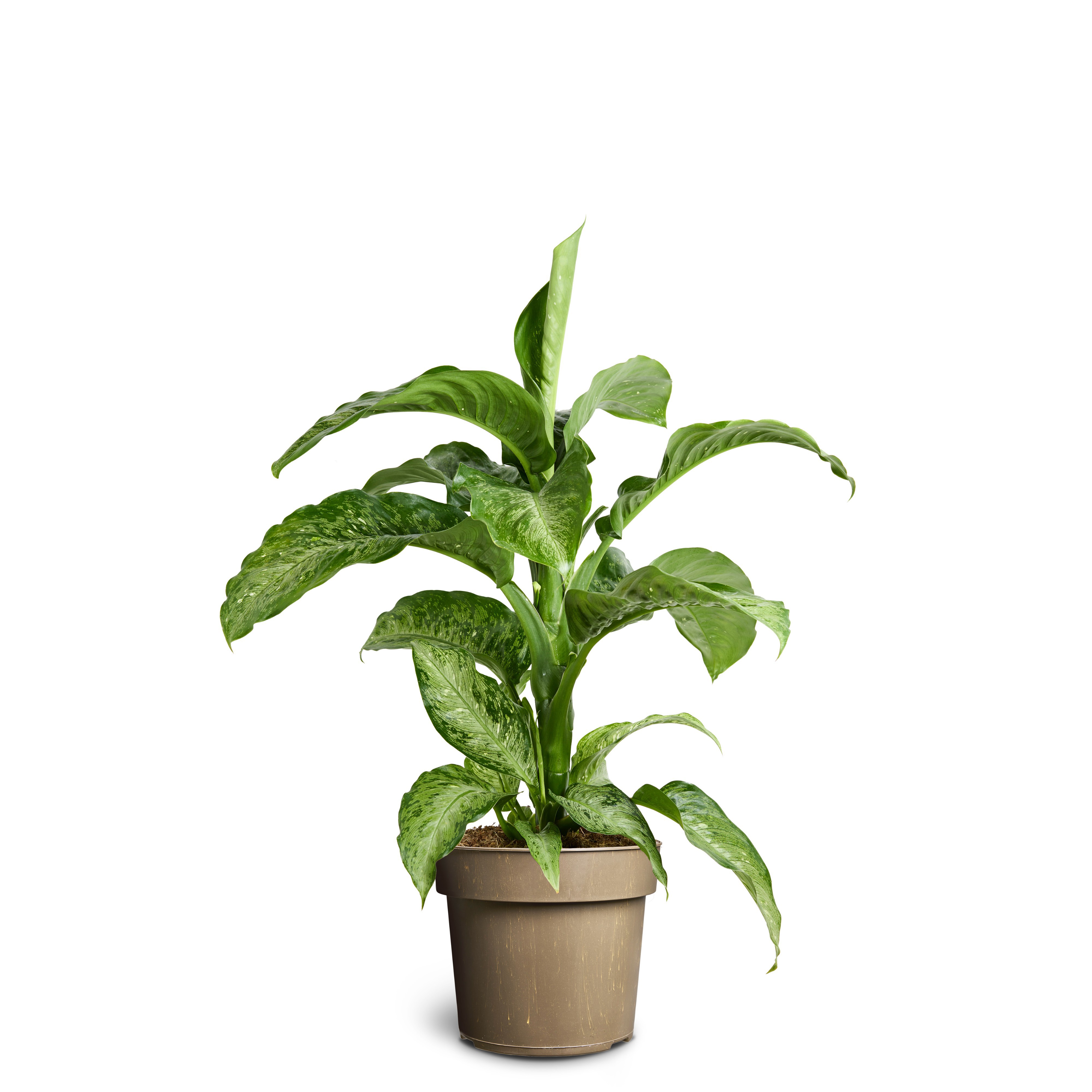 Dieffenbachia 'Memoria Corsii', D 24