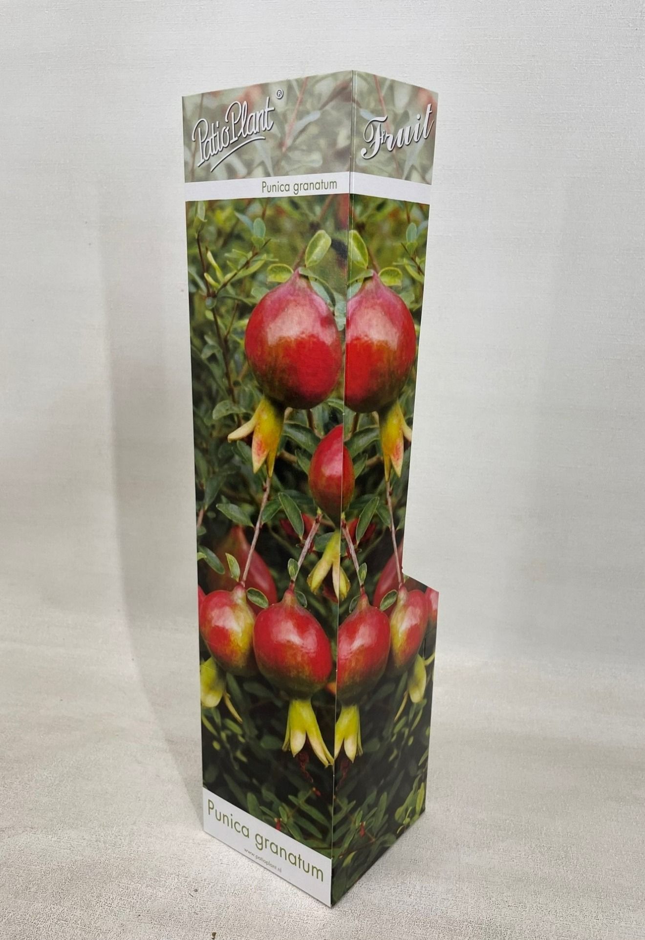 Punica granatum 'Pomegranate', D 9