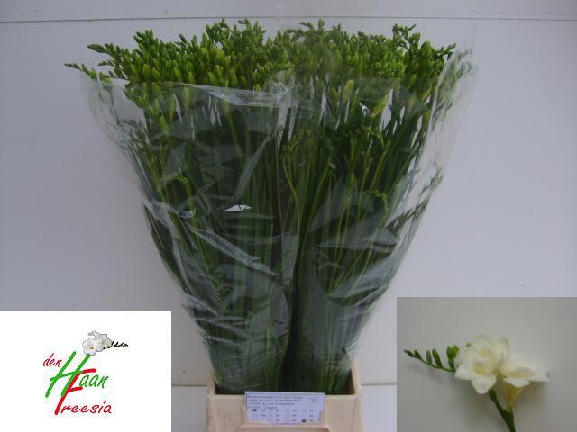 Фрезия дв. Версаль 70 (бел.), шт.