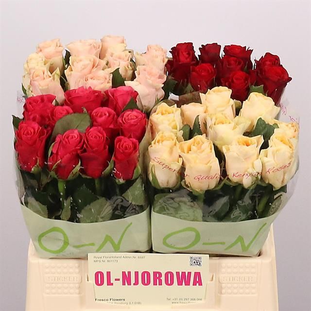 Роза од. Микс в баке 40, шт.