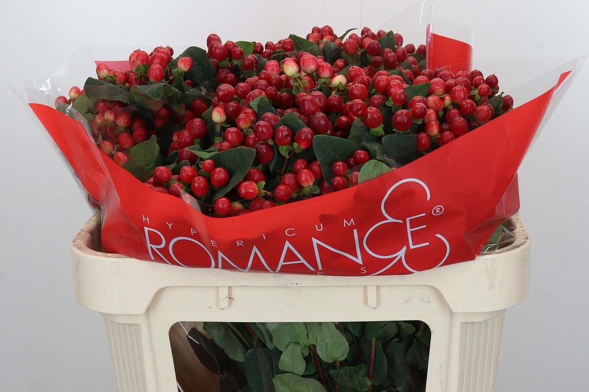 Гипперикум Тру Романс 70, шт. Гипперикум Тру Романс 70, шт.