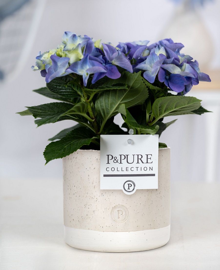 Hydrangea blue in P&PURE Jade ceramics, D 10