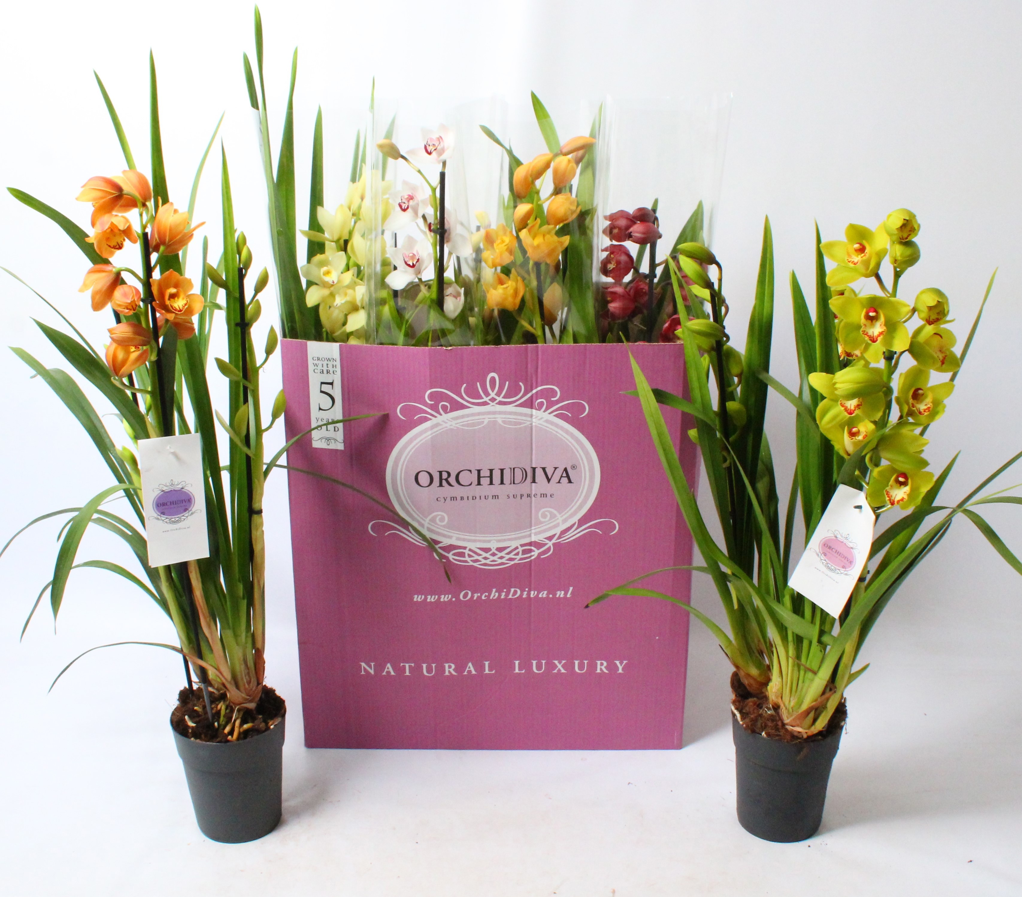 Cymbidium kleuren mix 3 tak, D 14