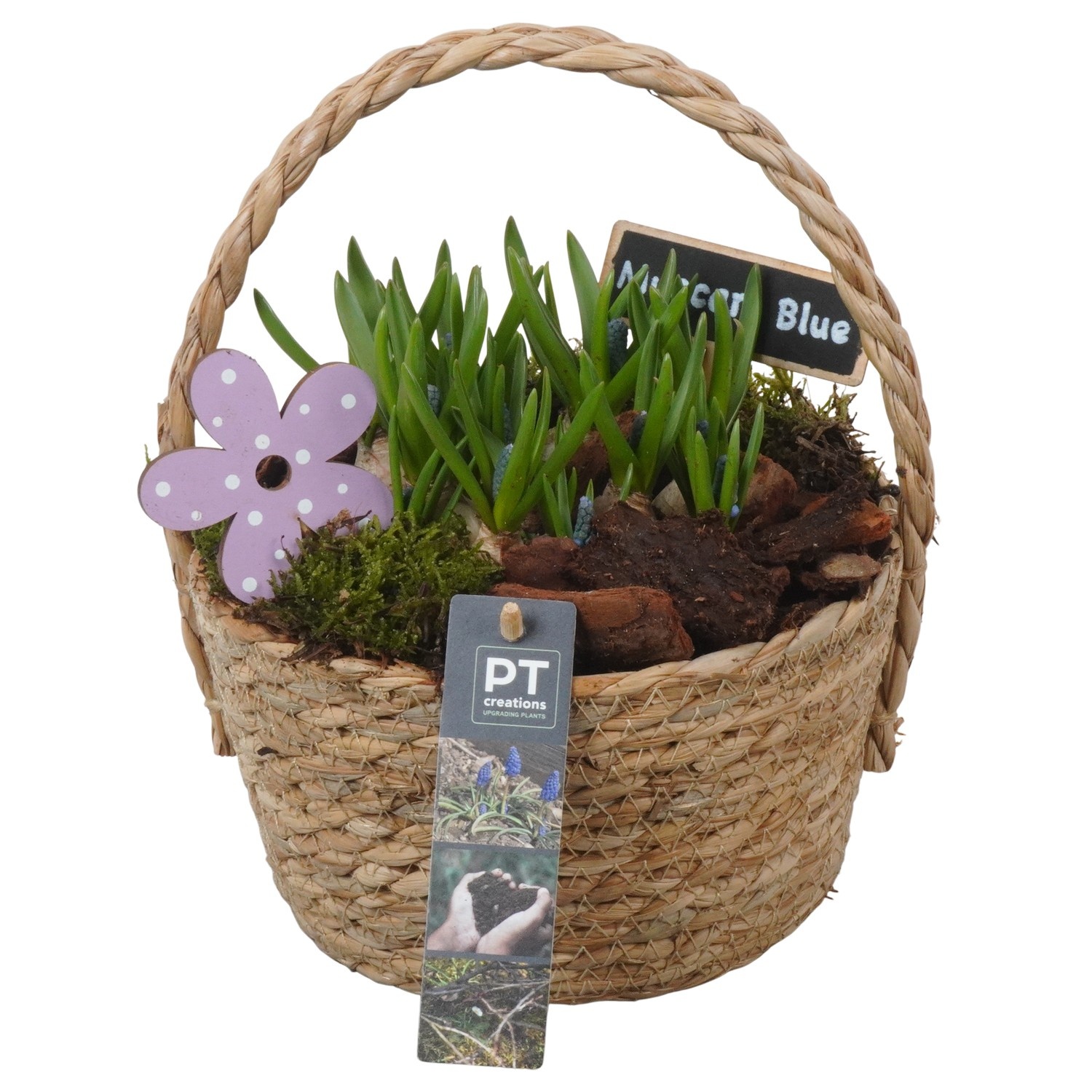 PTMB6195 Arrangement Muscari Blue in riet mand, D 18