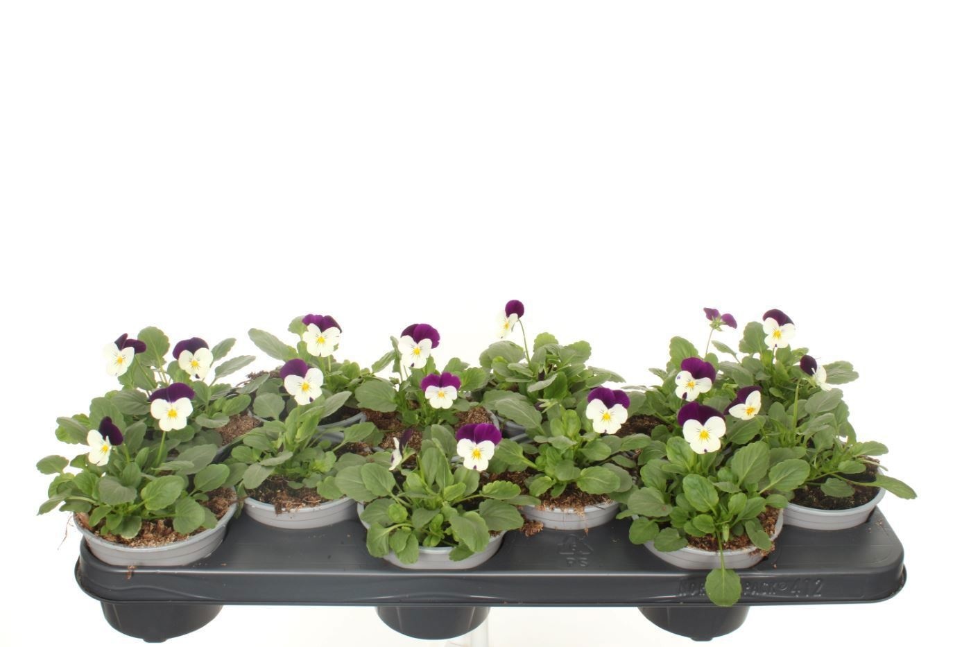 Viola cornuta Sorbet White Purp JU, D 11 cm