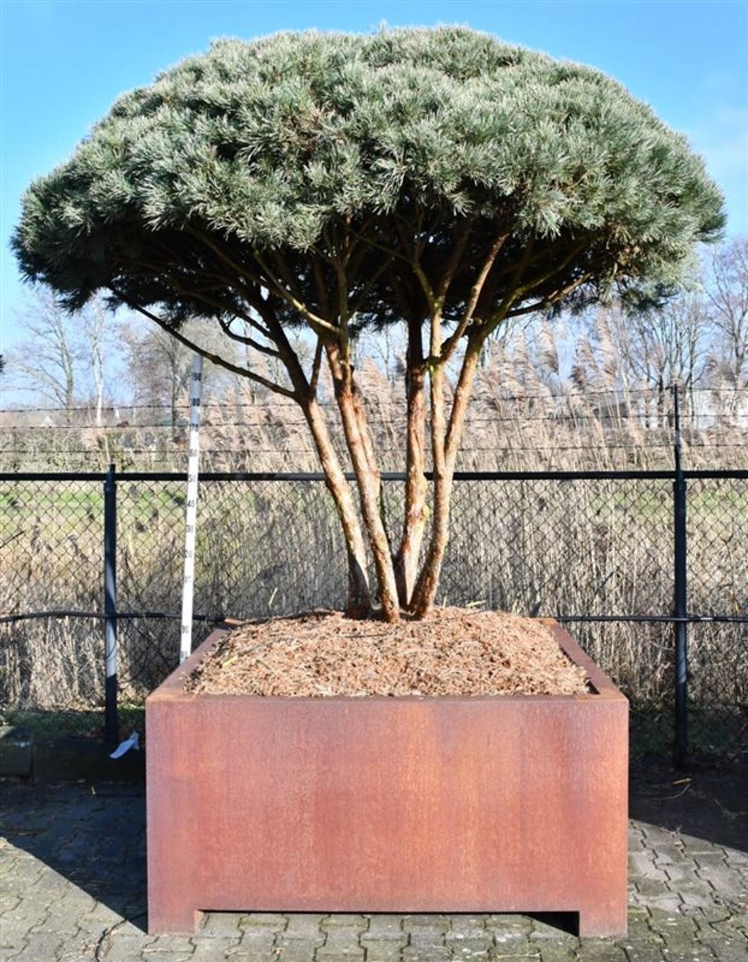 Pinus sylvestris 'Watereri', D 150