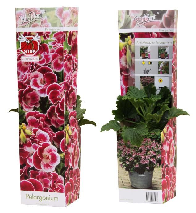 Pelargonium cr. 'Anti-Mosquito' Orange Fizz, D 10,5