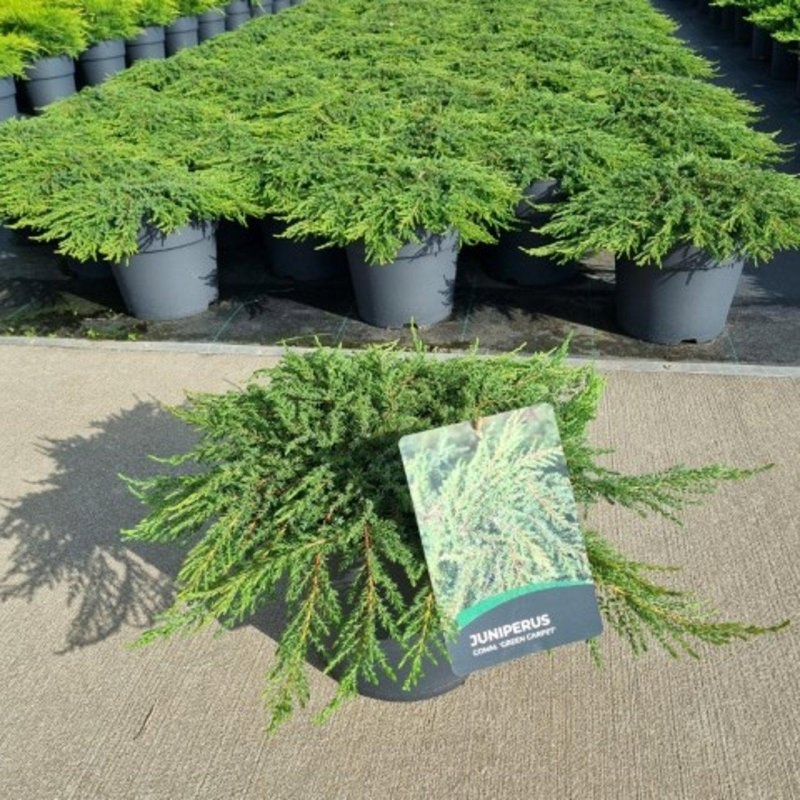 Juniperus comm. 'Green Carpet', D 29