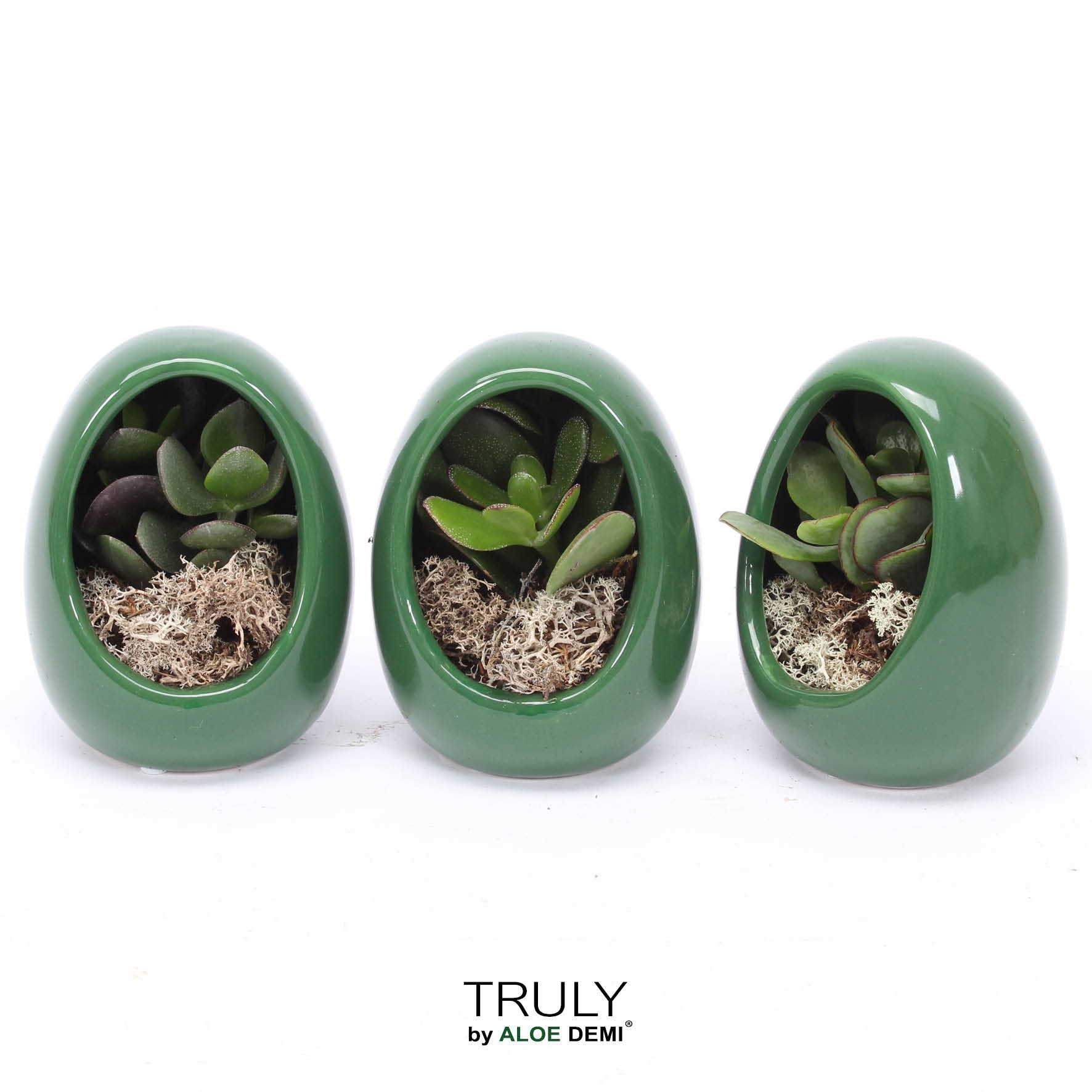 TRULY Crassula, Egg Green, D 10