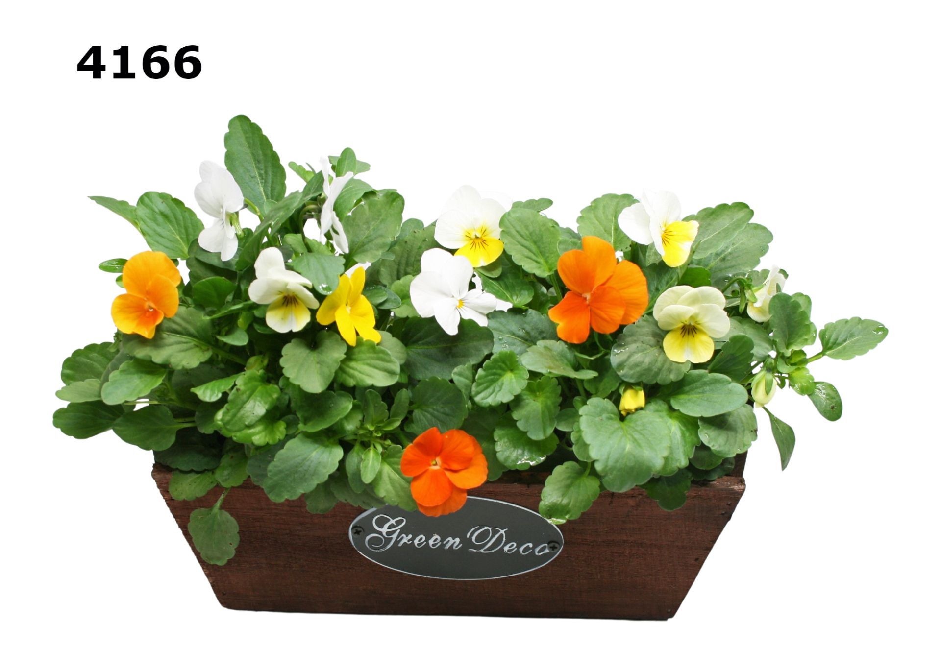 Viool in kistje M, D 24 cm Viool in kistje M, D 24 cm