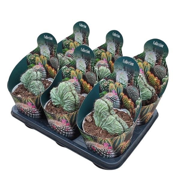 POLASKIA CHICHIPE CRESTED - POT Ø 14 COLLECTION WITH POTCOVER (CACTUS), D 14