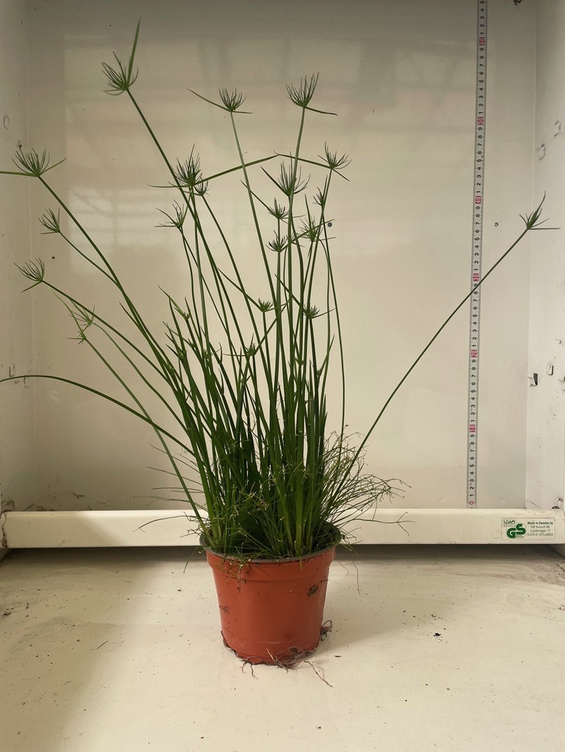 CYPERUS HASPAN, D 12