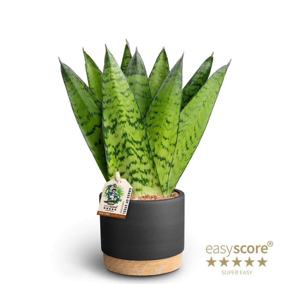 Woodbase Liquorice, Sansevieria zeylanica ´Fan´, D 10 cm