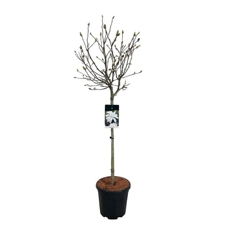 Magnolia stellata, D 32 cm