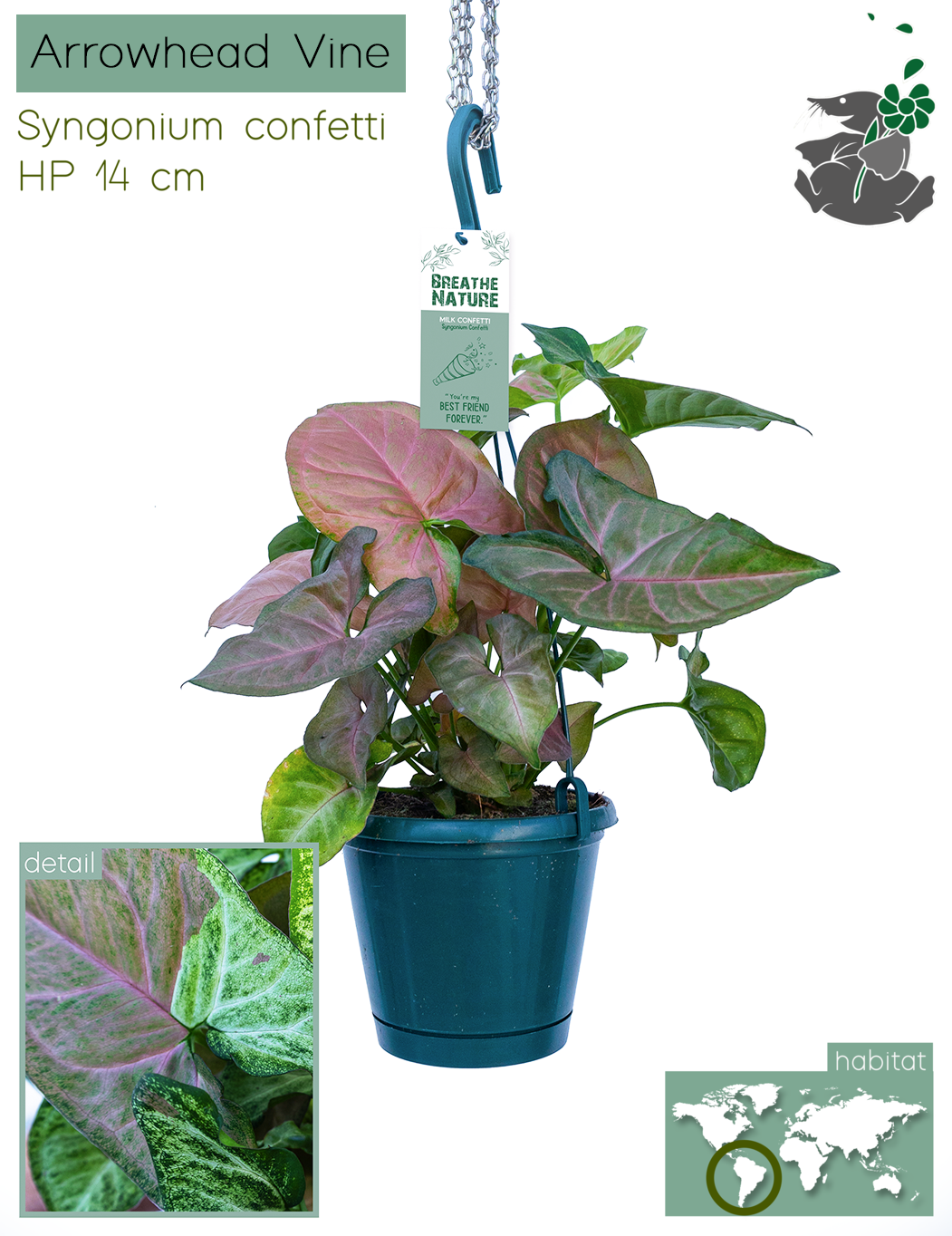 Syngonium confetti HP14, D 14
