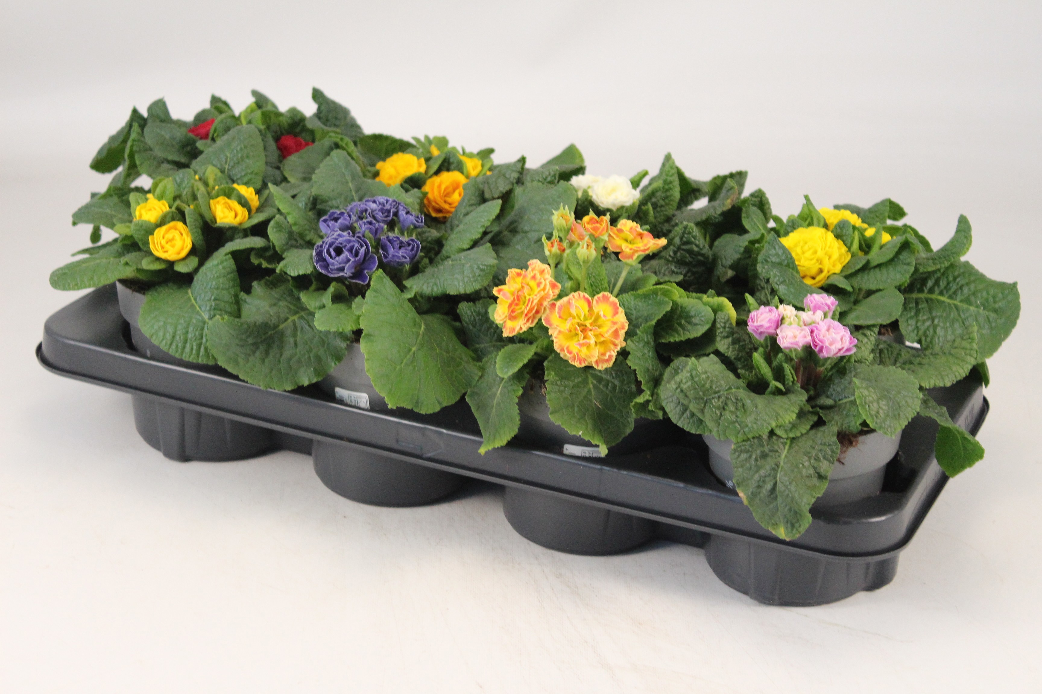 Primula "Belarina" T12, D 12