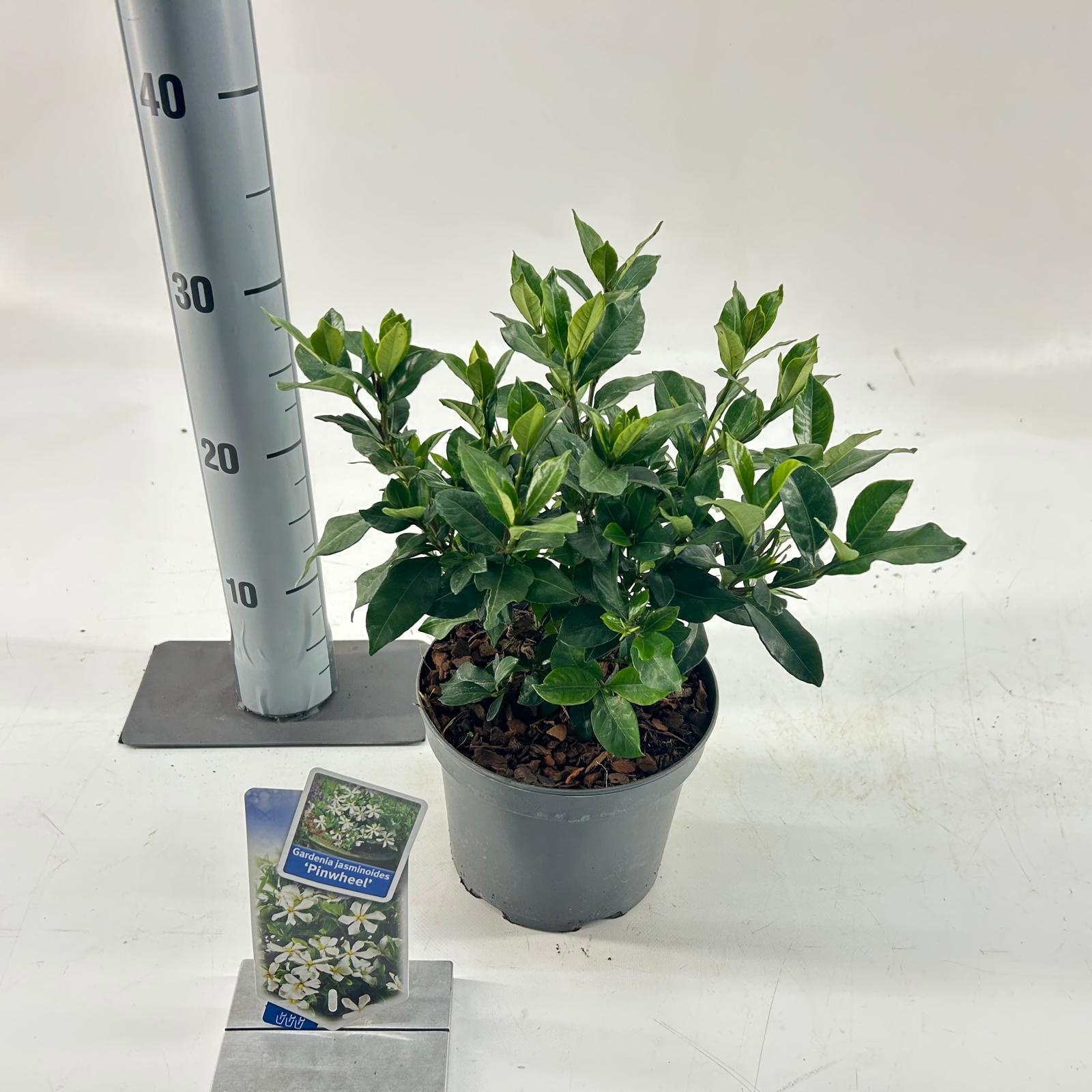 Gardenia jasminoides 'Pinwheel®', D 17