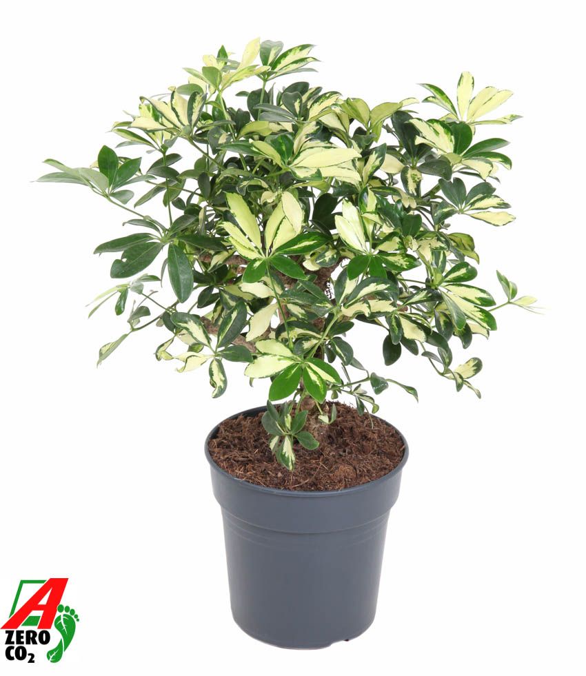Schefflera Trinette 1ft P21, D 21 cm