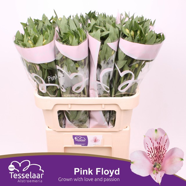Альстромерия Пинк Флойд (светло-роз.), шт.